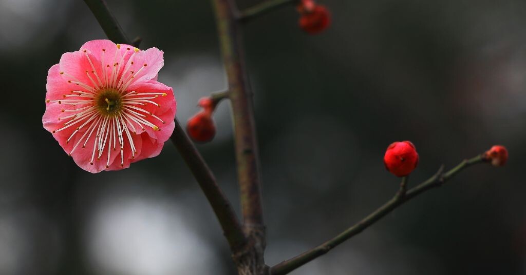 红梅花儿开