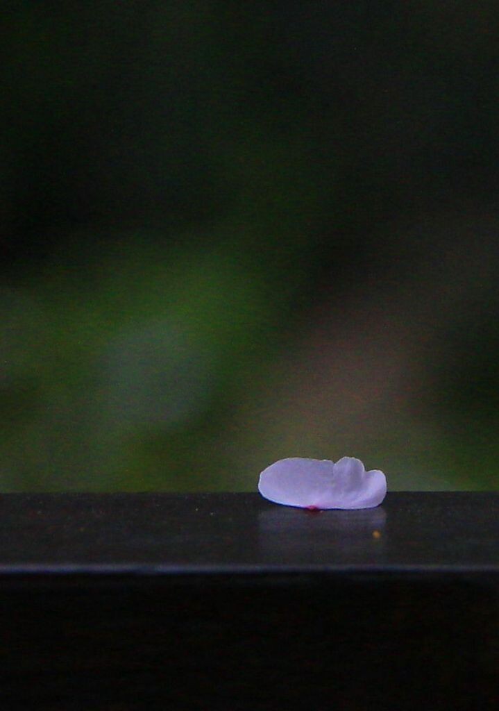 花开花落