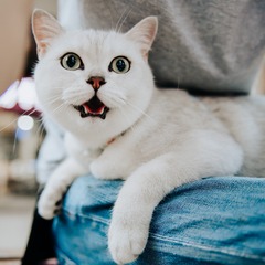 42368