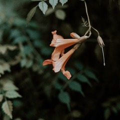 _XYR6215