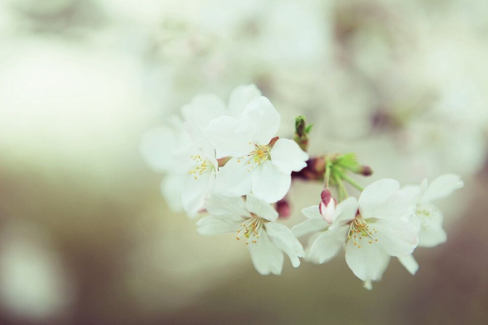 樱花开了<br />
明孝陵的樱花开了。