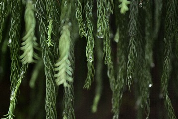 _IGP2557