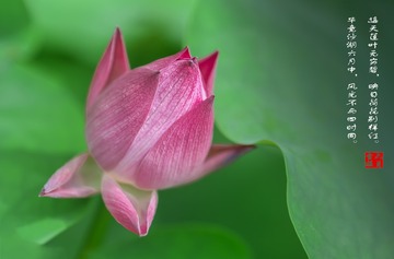 《苞》胡建军