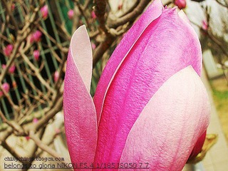 DSCN5139