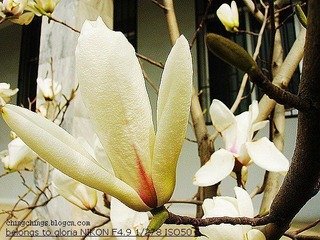 DSCN5136