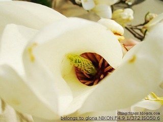 DSCN5135