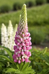 R0014065