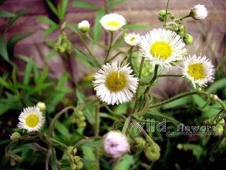 DSCN6977