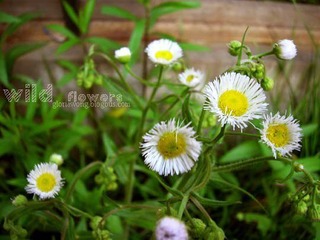 DSCN6973.jpg.psd