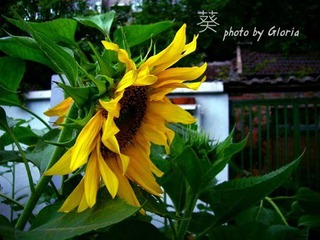 DSCN6263
