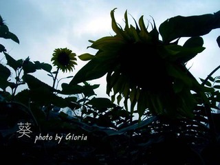 DSCN6262