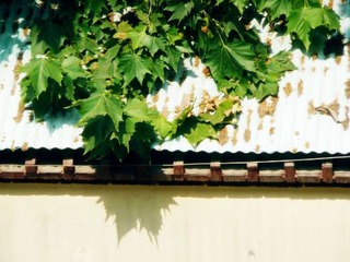 P1000932