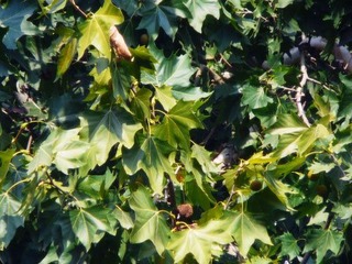 P1000930
