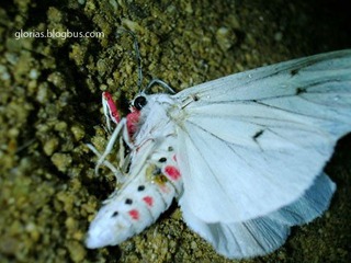 DSCN6534