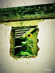 DSCN6324