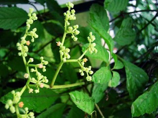 DSCN5592
