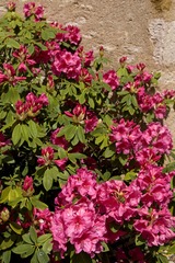 DSCN4536
