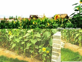 DSCN0291
