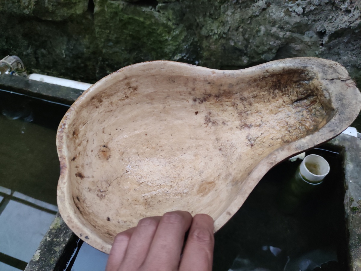 农村人还记得小时候用的这种舀水的葫芦瓢吗?