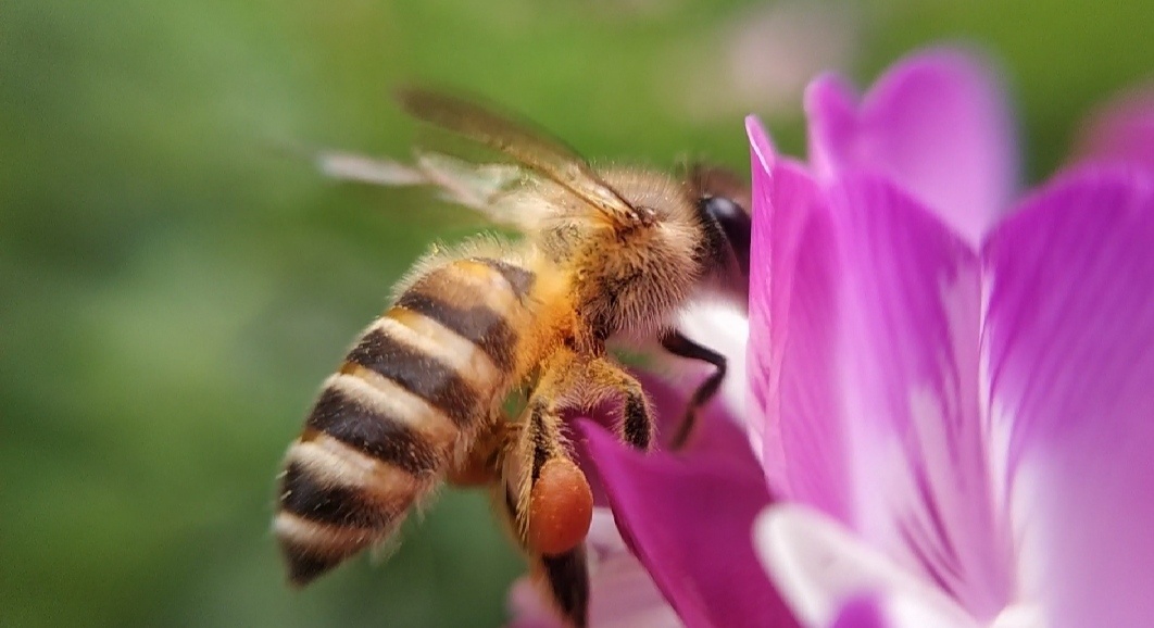 蜜蜂采蜜 - a好茶源自好水
