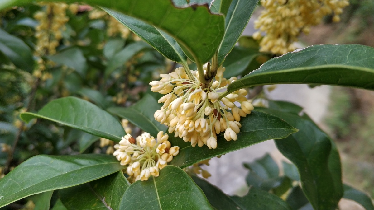 金秋十月桂子飘香