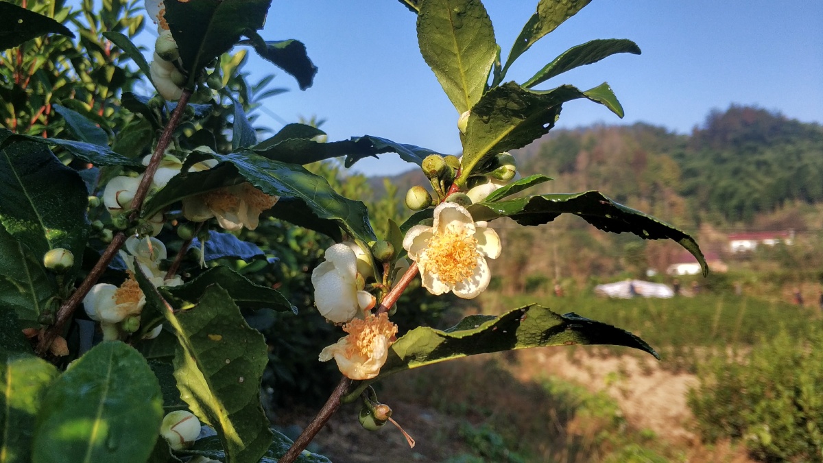 茶树花茶树也会开花每年的十月中下旬山区的茶园里的茶树就会陆续进入
