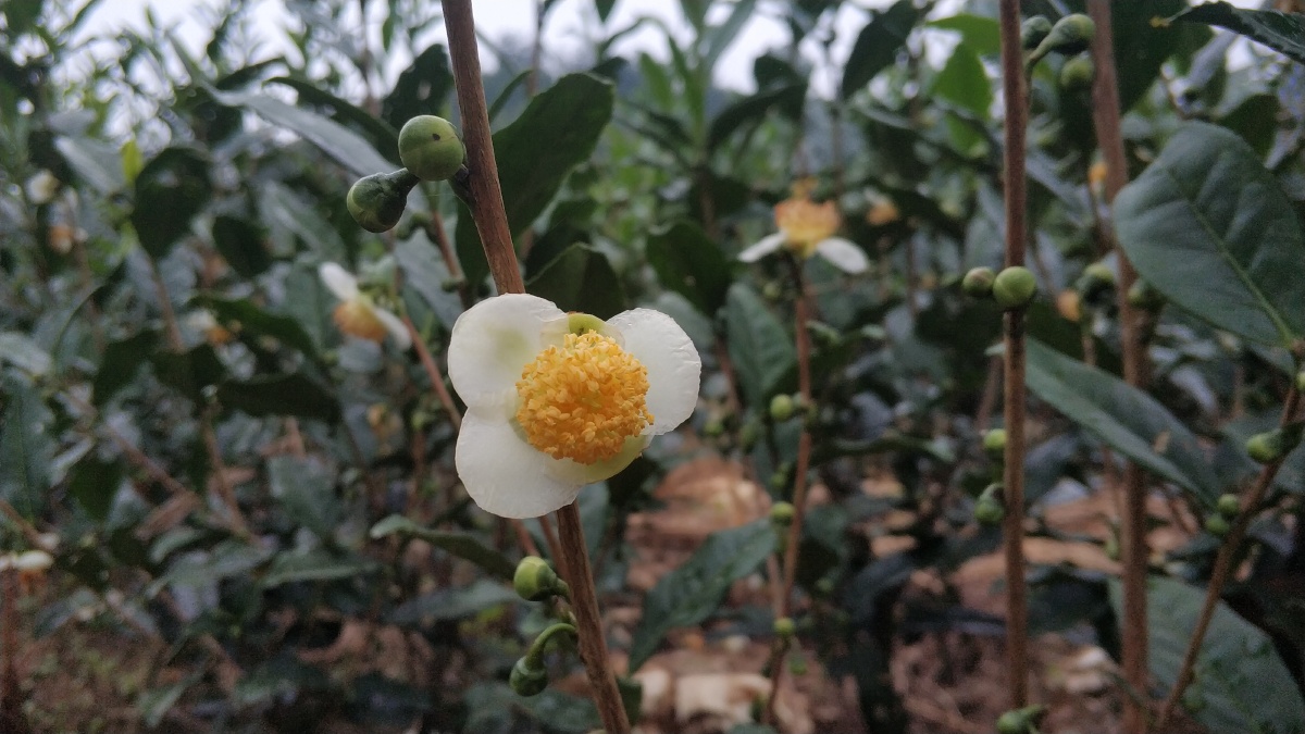 茶树开花