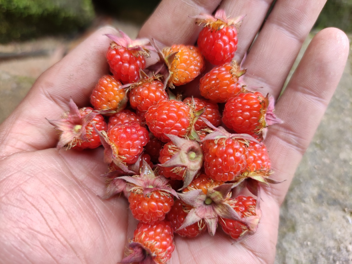 还记得小时候吃的这种野果子吗