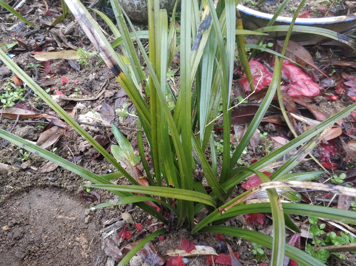 春兰野生小兰花