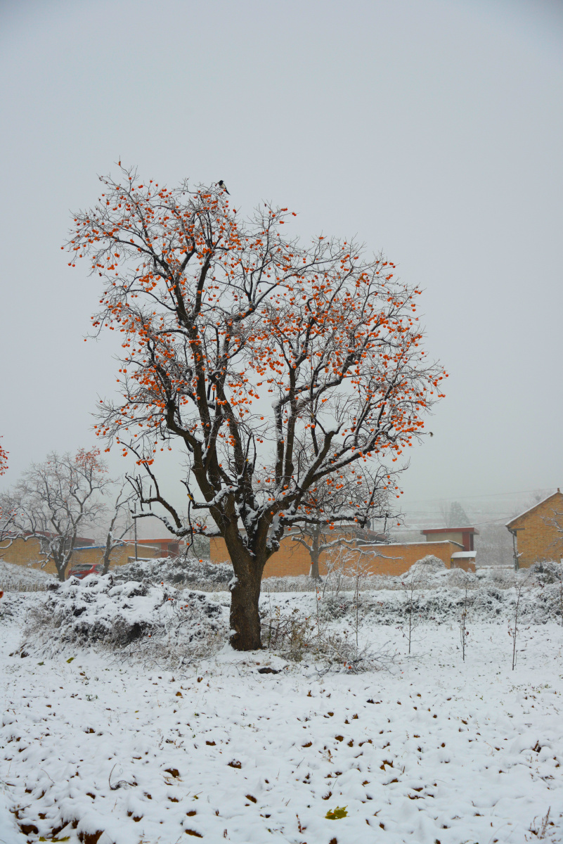 雪中红柿