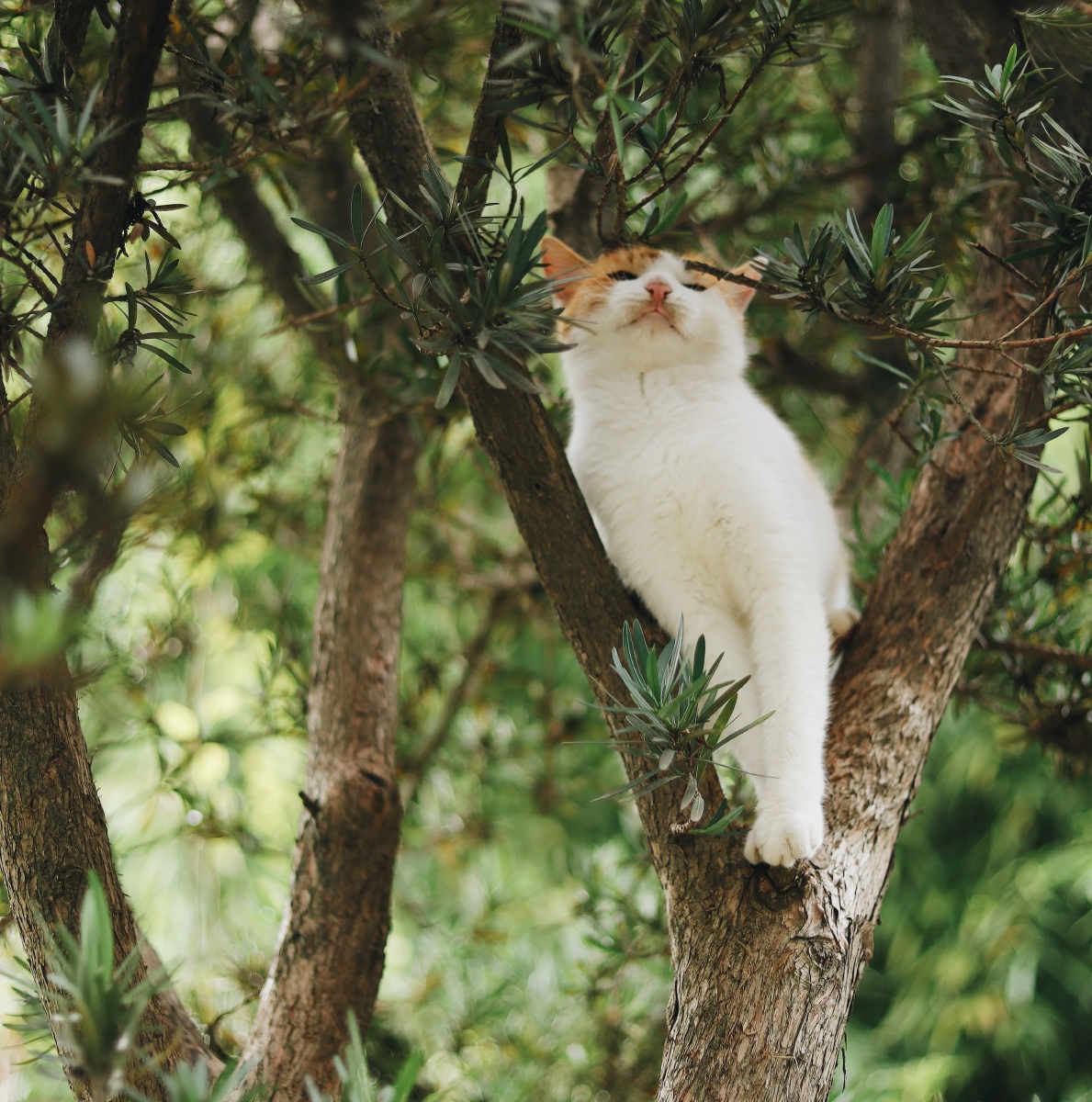 瞻园上树的猫