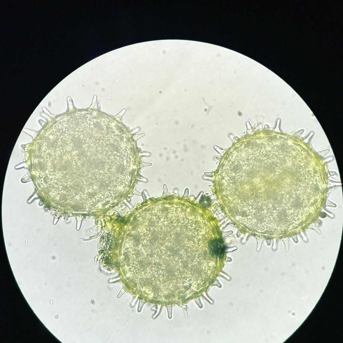 自然之美68花粉粒