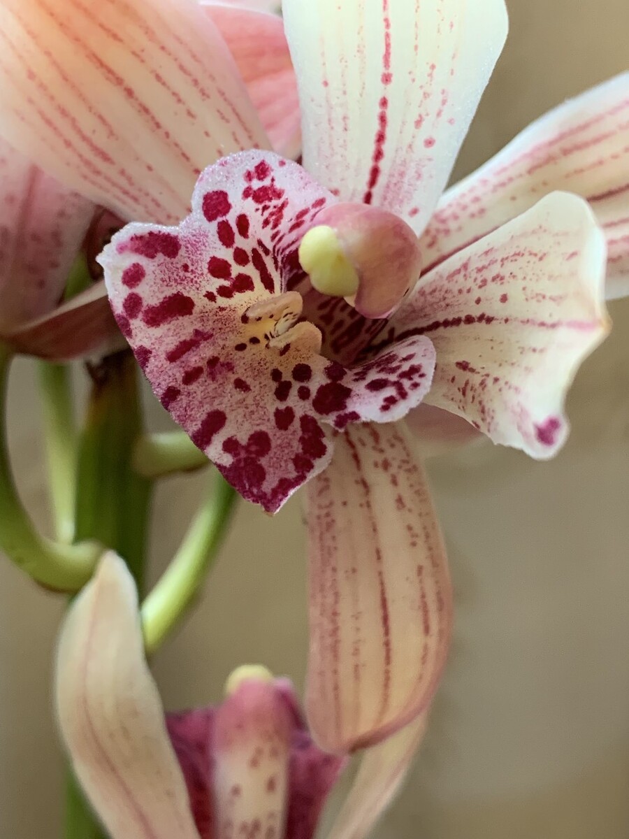 兰花之恋
