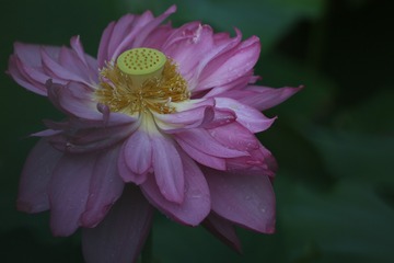 苏醒