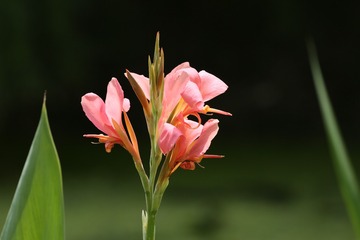 美人蕉