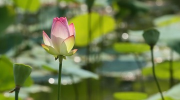 婀娜~