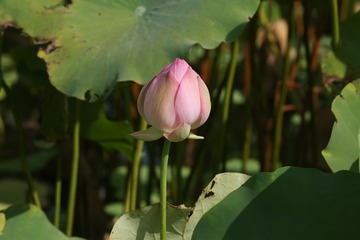伫立