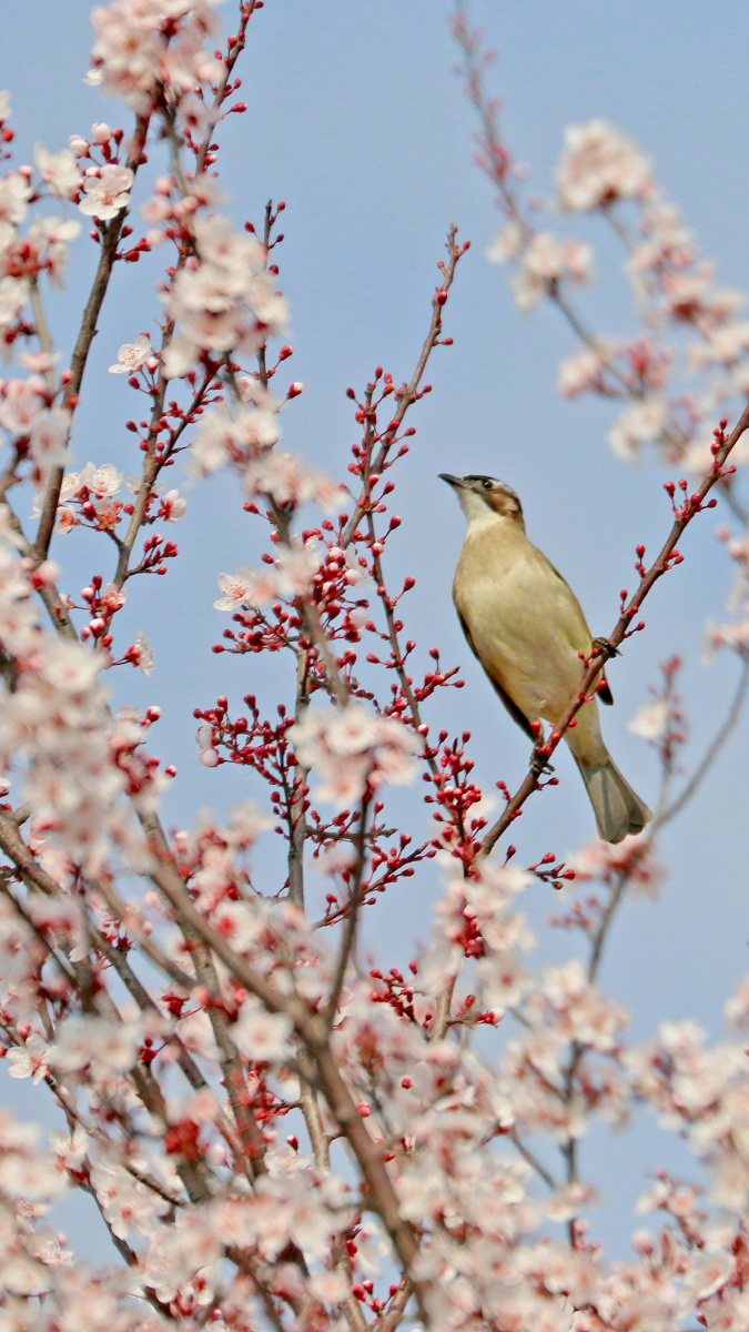 鸟语花香 - 一阵风吹乱了四季 - 图虫
