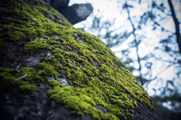 _DSC2225