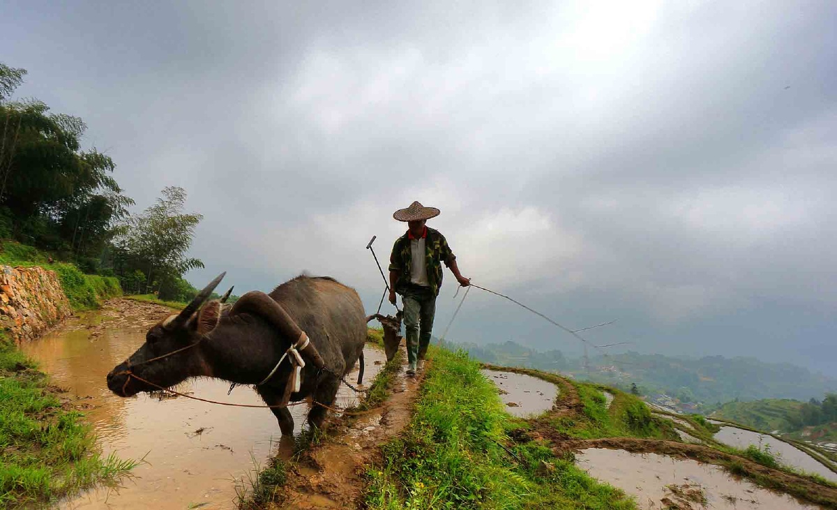 2017年云和梯田开犁