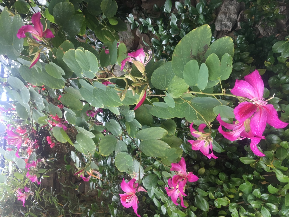小雨 赣州九里峰山 花漫里
