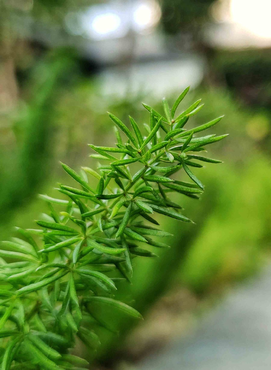 天门冬