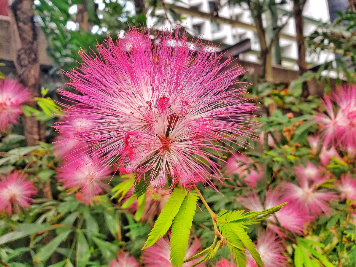 合欢花也叫夜合欢夜合树绒花树鸟绒树苦情花是合欢树上长出的花又名夜