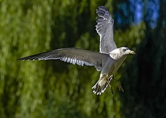 DSC_0645a