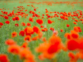 _DSC5650