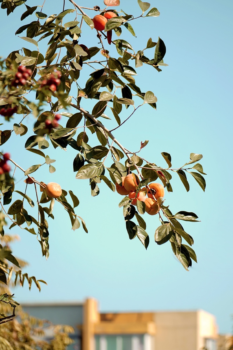 柿子树秋天柿子树