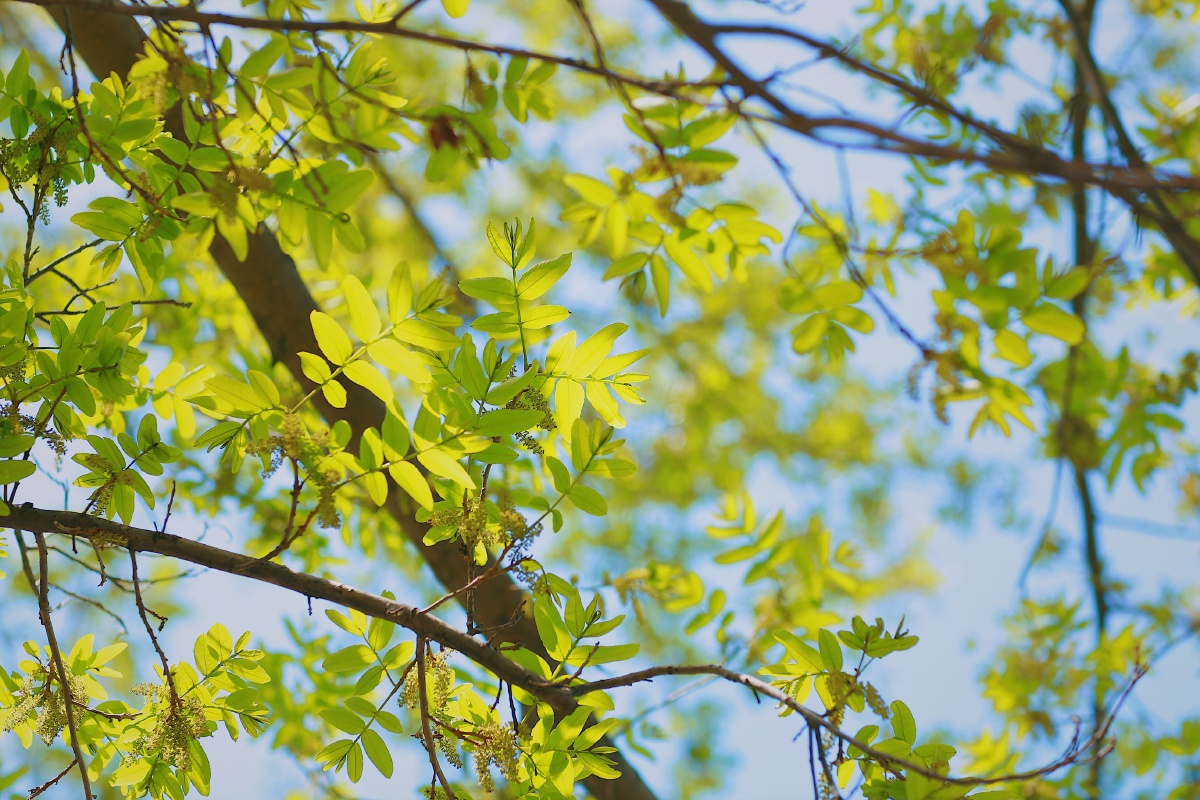 秋天 盛夏 黄绿色树叶