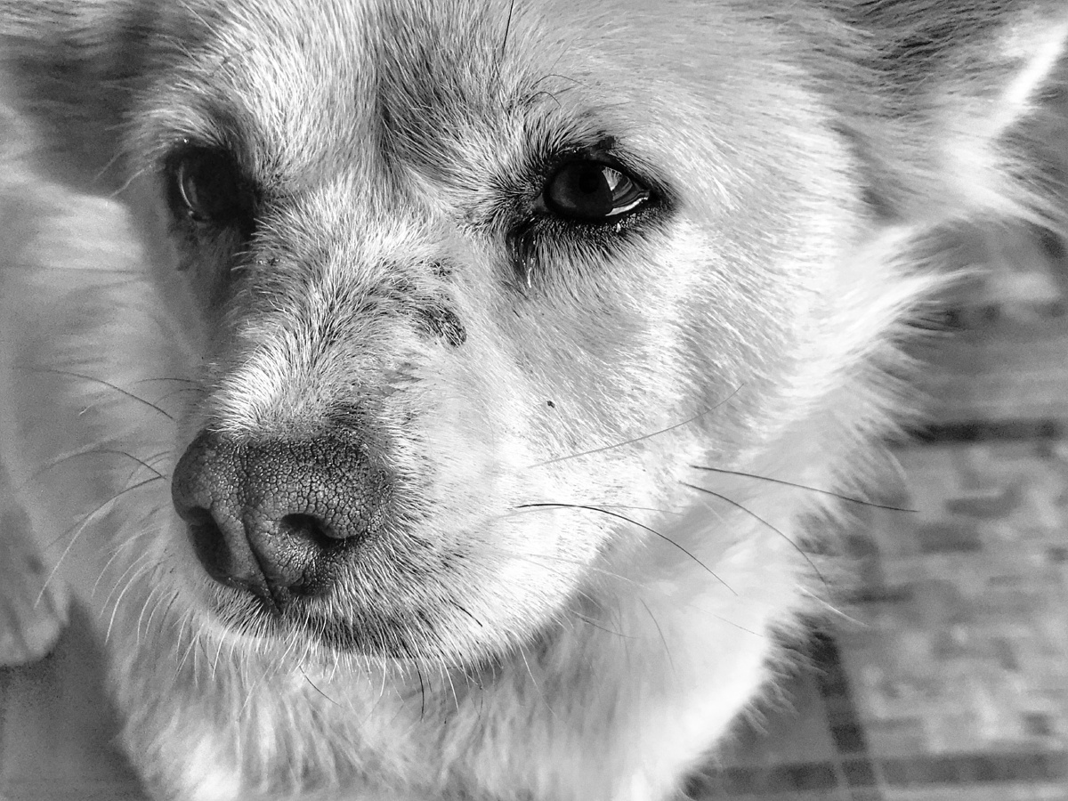 川藏线上的餐厅附近很多可怜的流浪狗,一到游客吃饭的时间就