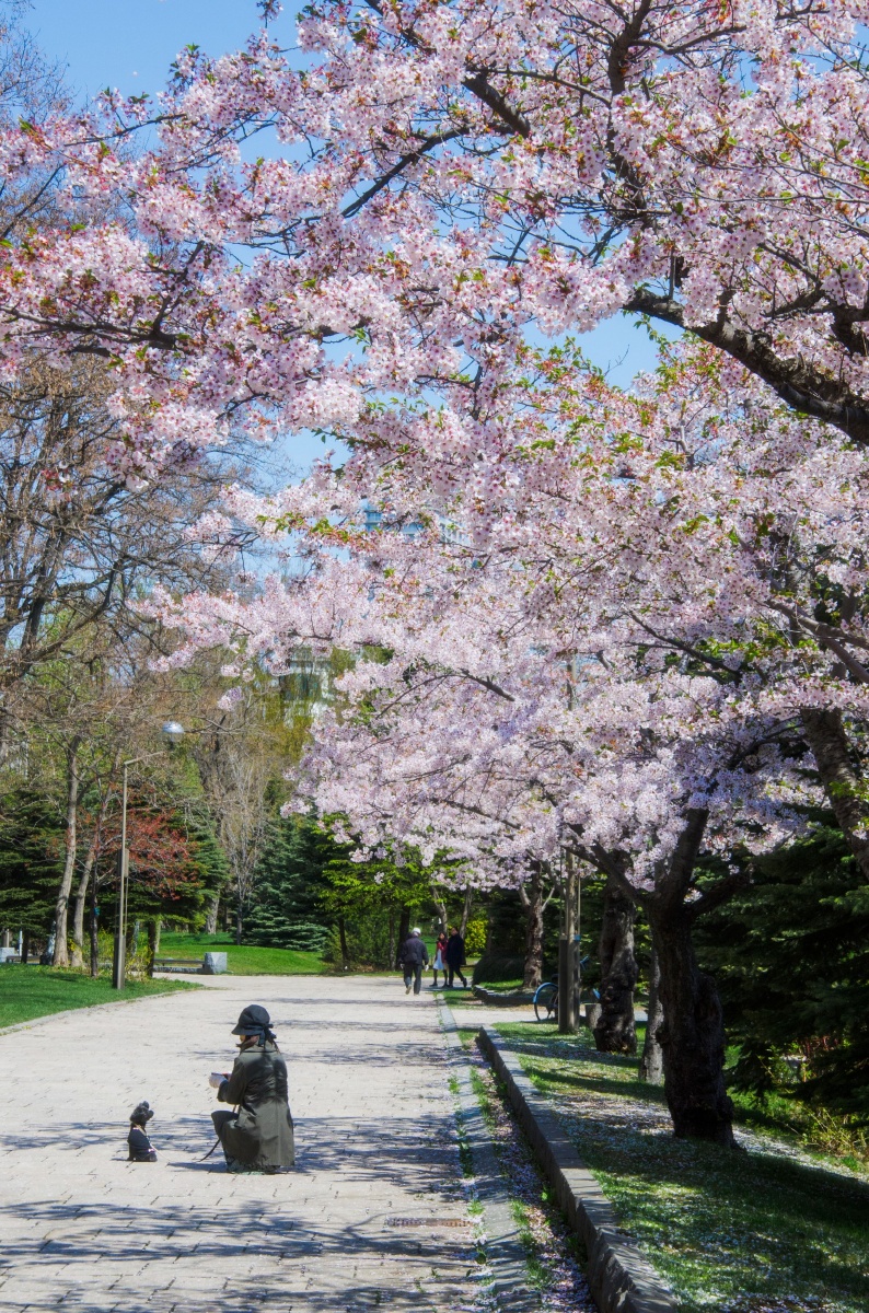 北海道樱花