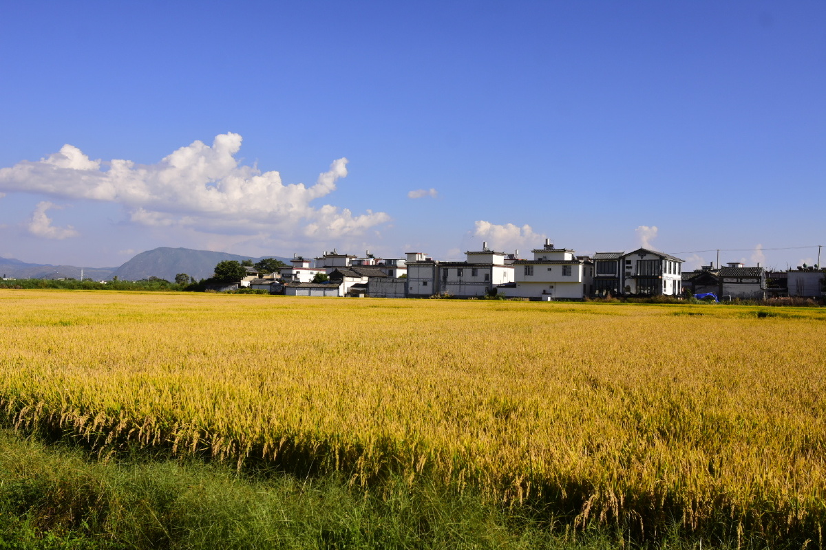 行摄大理喜洲稻田